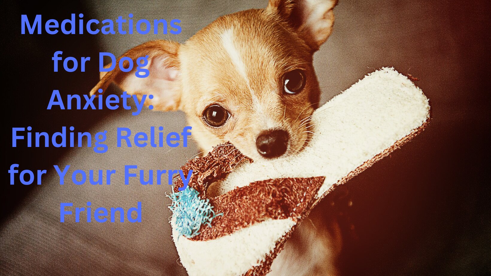 Medications for Dog Anxiety