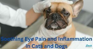Soothing Eye Pain and Inflammation in Cats and Dogs